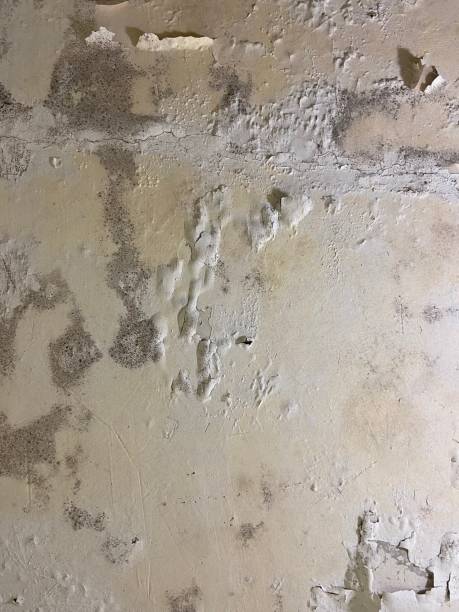Best Health and Safety Mold Remediation in Laurel, MT