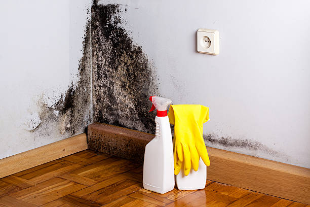 Best White Mold Remediation in Laurel, MT